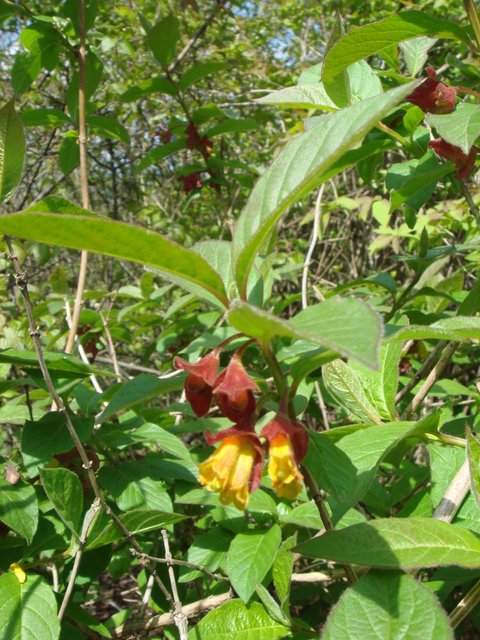Lonicera involucrata fleur P2B P17